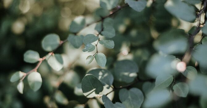 Assessment, & prescription for walkers: